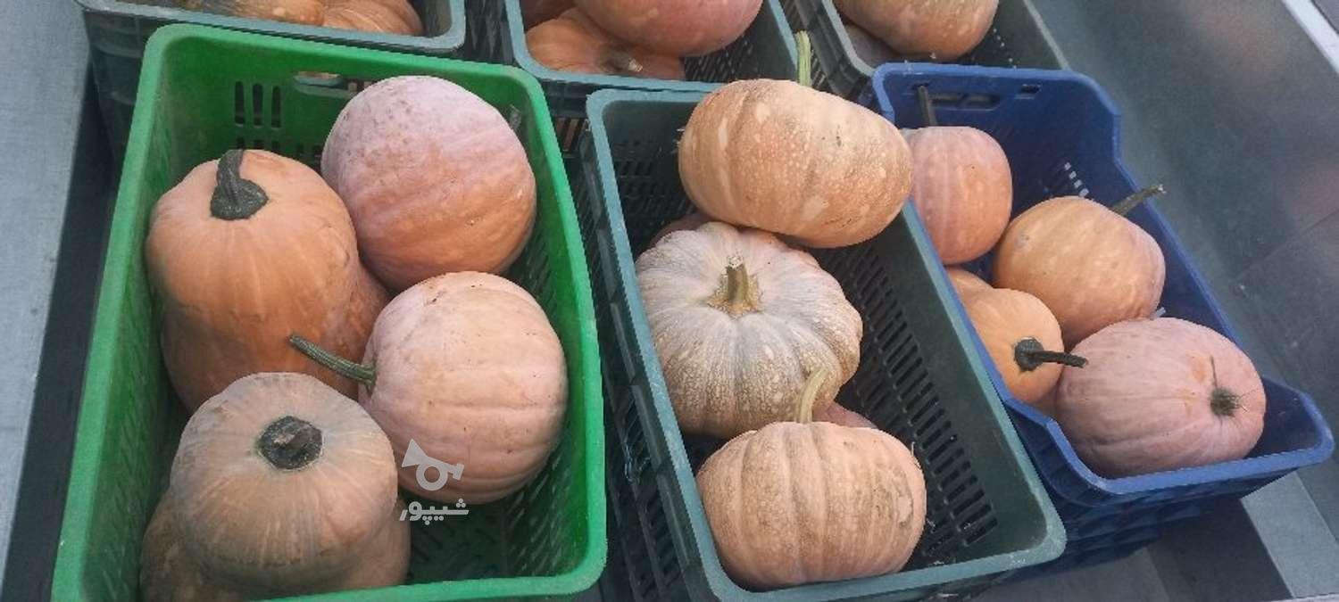 کدو ارگانیک شیرین بضمانت