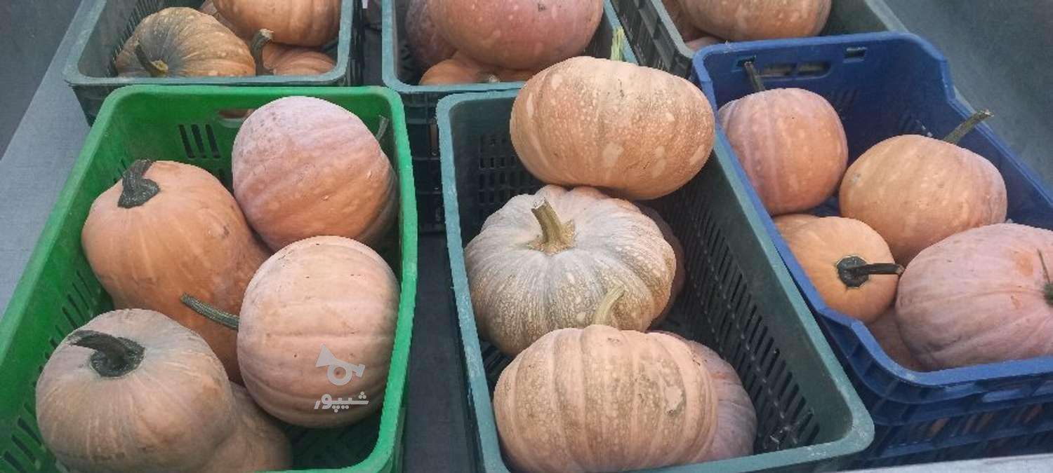 کدو ارگانیک شیرین بضمانت