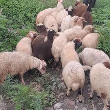 بره نر دورگ تاپ