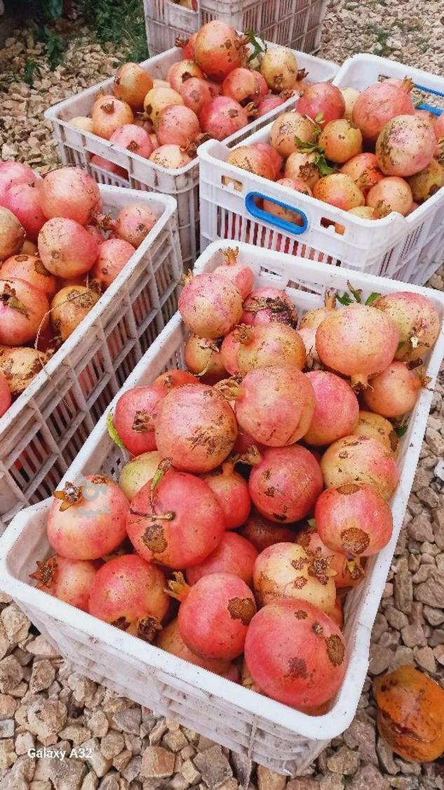 انار ساوه شیرین آبدار بهشهر