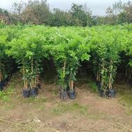 فروش انواع نهال مرکبات