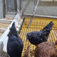 مرغ آیام سمانی