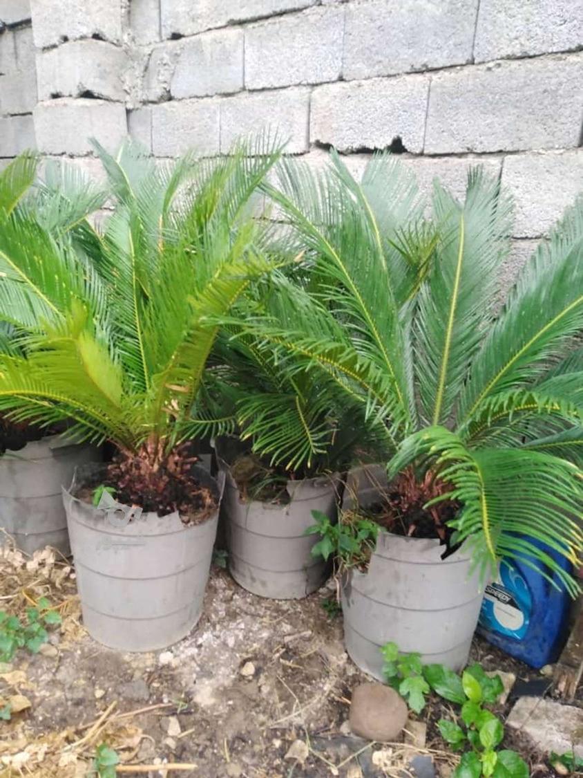 سیکاس گلدانی
