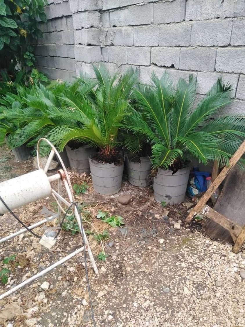 سیکاس گلدانی