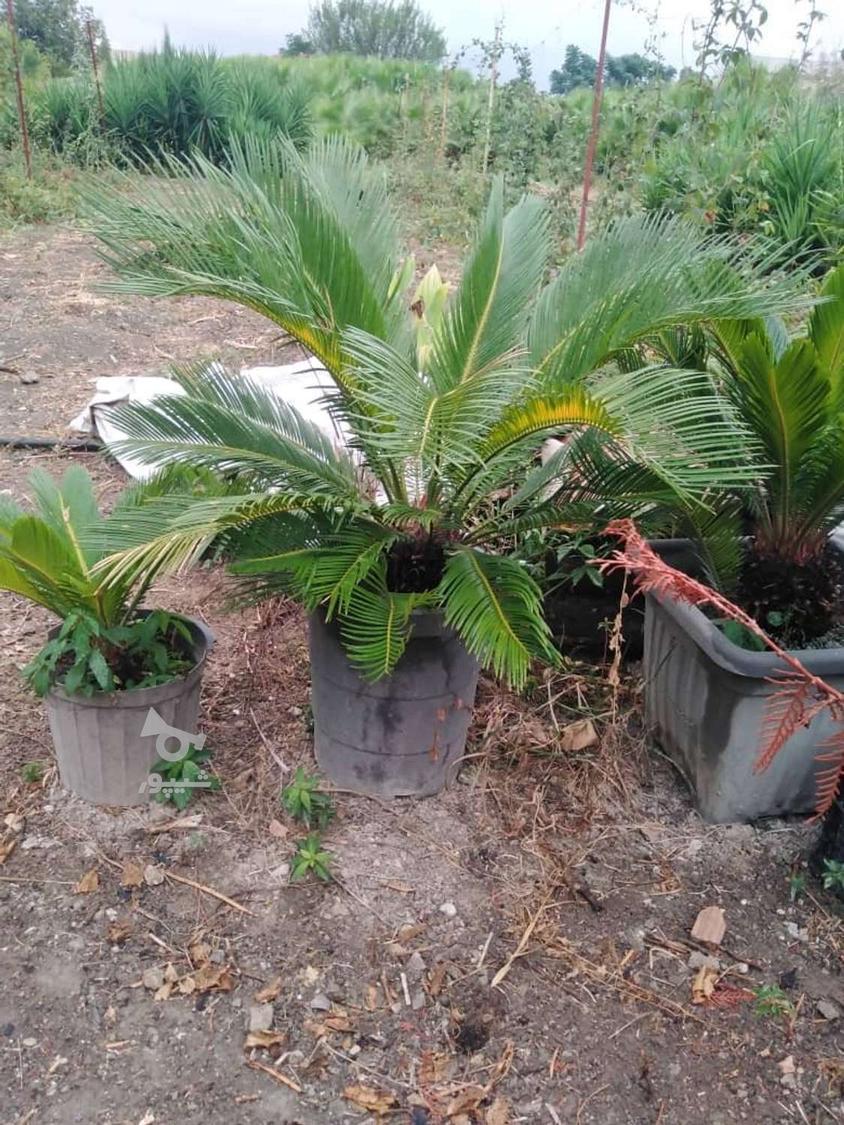 سیکاس گلدانی