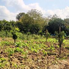 فروش زمین باغی 2800 متر در قادیکلای بزرگ