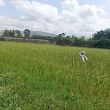 فروش زمین شالیزاری1000 متر در ترم