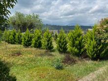 زمین بافت سند تک برگ اقساط 24 ماهه در شیپور