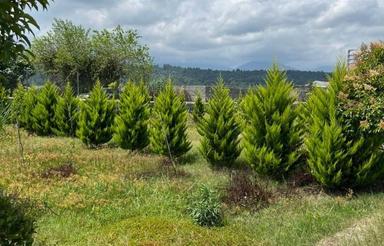 زمین بافت سند تک برگ اقساط 24 ماهه