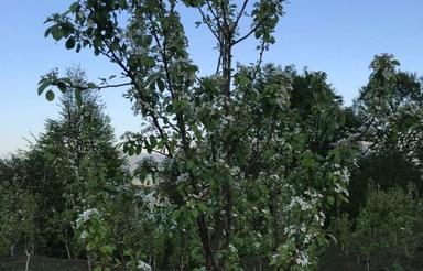 باغ8 هزار متری با استعلام در گلورد بعد شکتا ساری