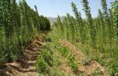 فروش زمین ویلایی 580 متر در باسمنج