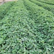 فروش بوته توت فرنگی سابرینا بصورت متری و دونه ای