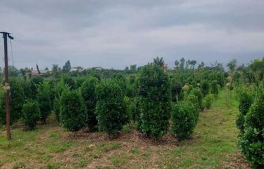 فروش زمین کشاورزی 7200 متر در جاده کلدره