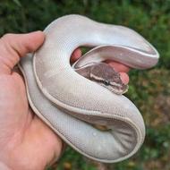 خزنده خزندگان حیوانات خاص ایگوانا افتاب پرست