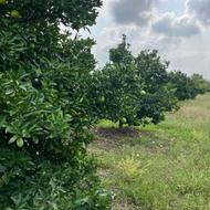 فروش باغ تامسون 4000 متری در جاده کیاکلا به جویبار