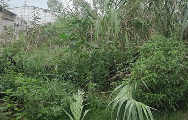 فروش زمین مسکونی 200 متر در چهارمحل آهی