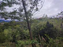 فروش زمین کشاورزی 384 متر در مرکز شهر در شیپور