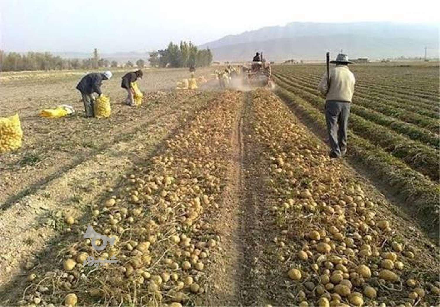 کار در ترکیه - میلادرضایی