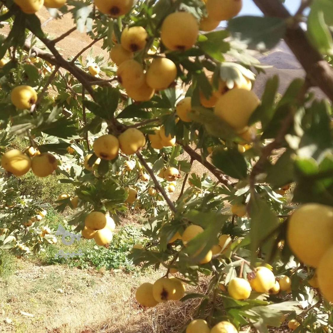 فروش زالزالک کوهی زرد و قرمز باقیمت روز ارسال رایگان