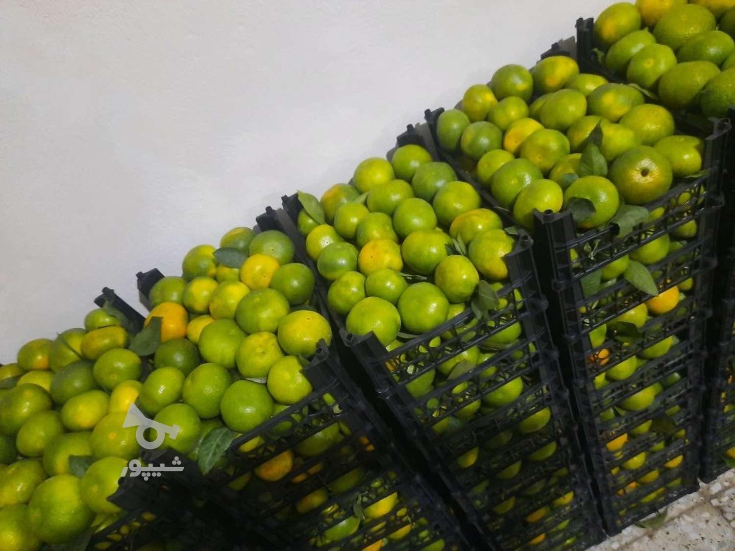 نارنگی ژاپنی درجه یک
