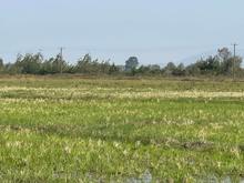 فروش زمین مسکونی 82000 متر در بلوار امام حسین در شیپور