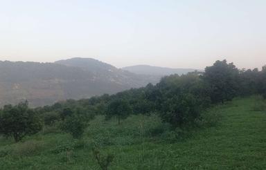 باغ فروشی 5هکتاری جاده کیاسرساری