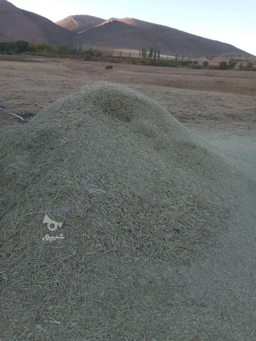 علف خرمنکوب شده گزره