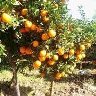 فروش زمین کشاورزی 2500 متر در ارزفون