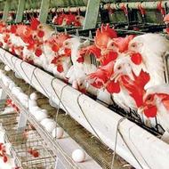 میاندرود274 سرایدارباسابقه کاردرمرغداری داشته باشه خیلی فوری