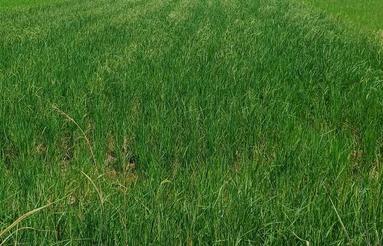 زمین کشاورزی سالی 400 کیلو برنج میده