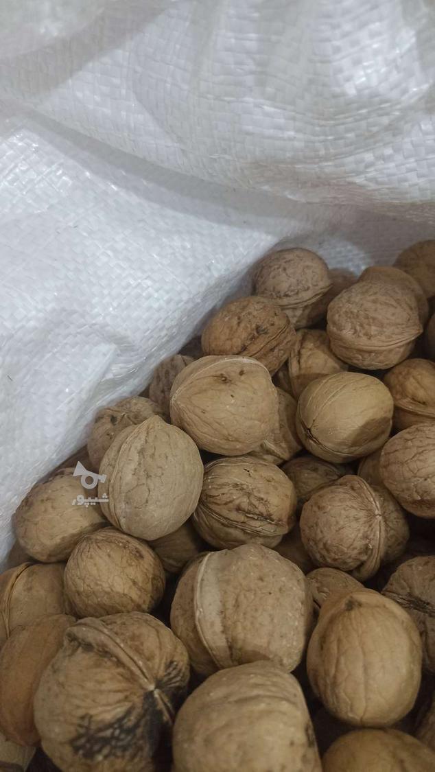 فروش گردو گوشتی درجه 1
