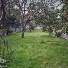 فروش زمین باغ 700متری در لهرم، شیخ رجه