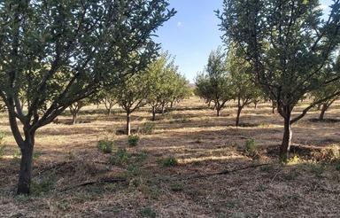 فروش 3 هکتار باغ درروستای مزجین