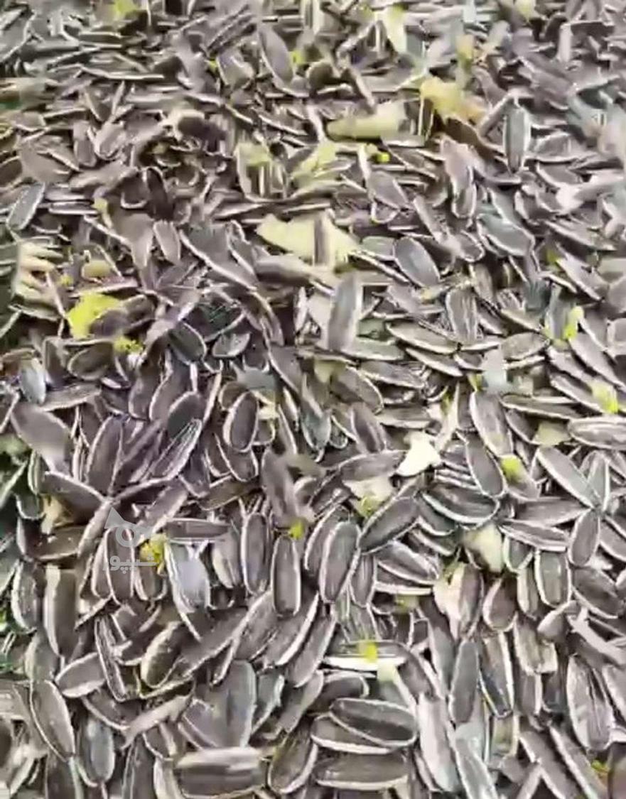 تخمه آفتابگردان سنقری اصل