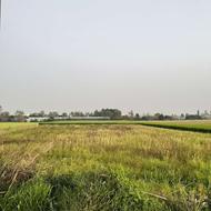 زمین کشاورزی 6,000 متری در زاغده – جاده سیاهکلا