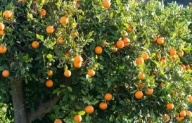 فروش زمین کشاورزی 25000 متر در جاده نظامی