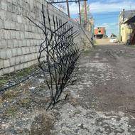 فروش شاخ گوزنی