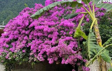 350 متر ویلاباغ با چشم انداز زیبای جنگل چلندر