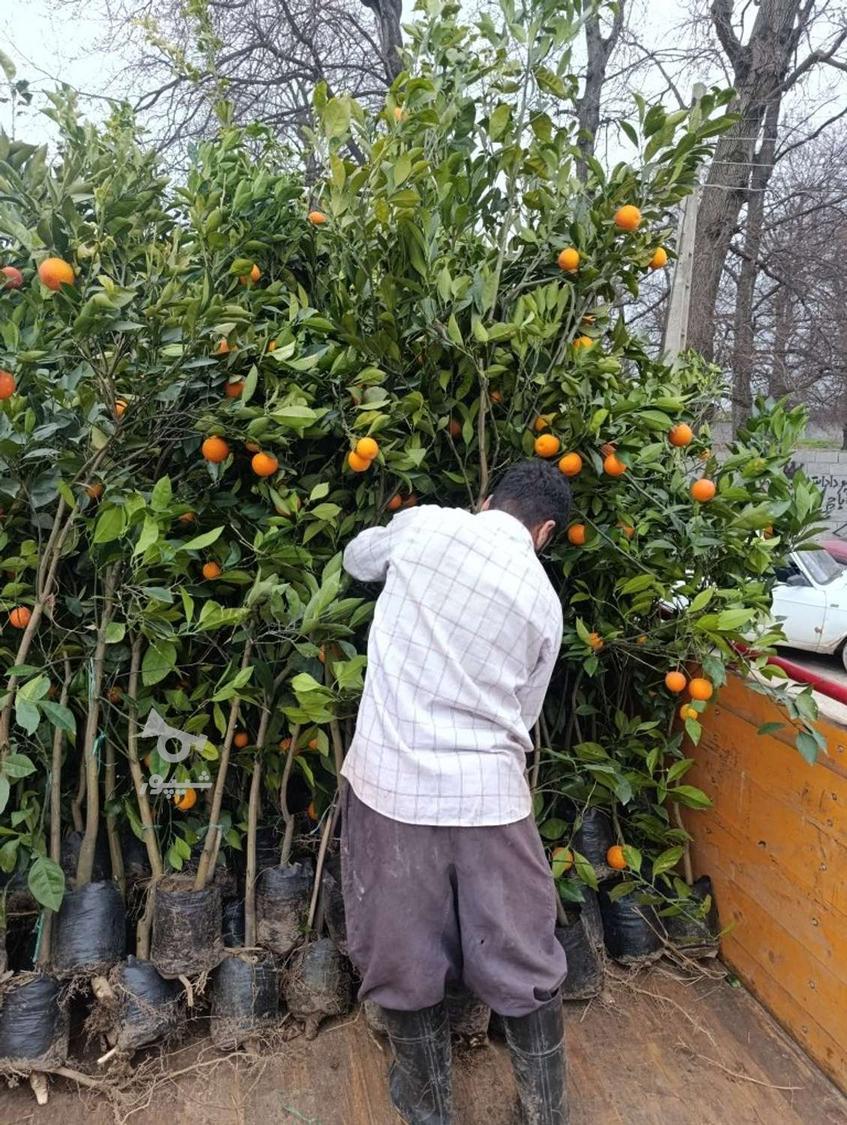 انواع نهال مرکبات بار دار