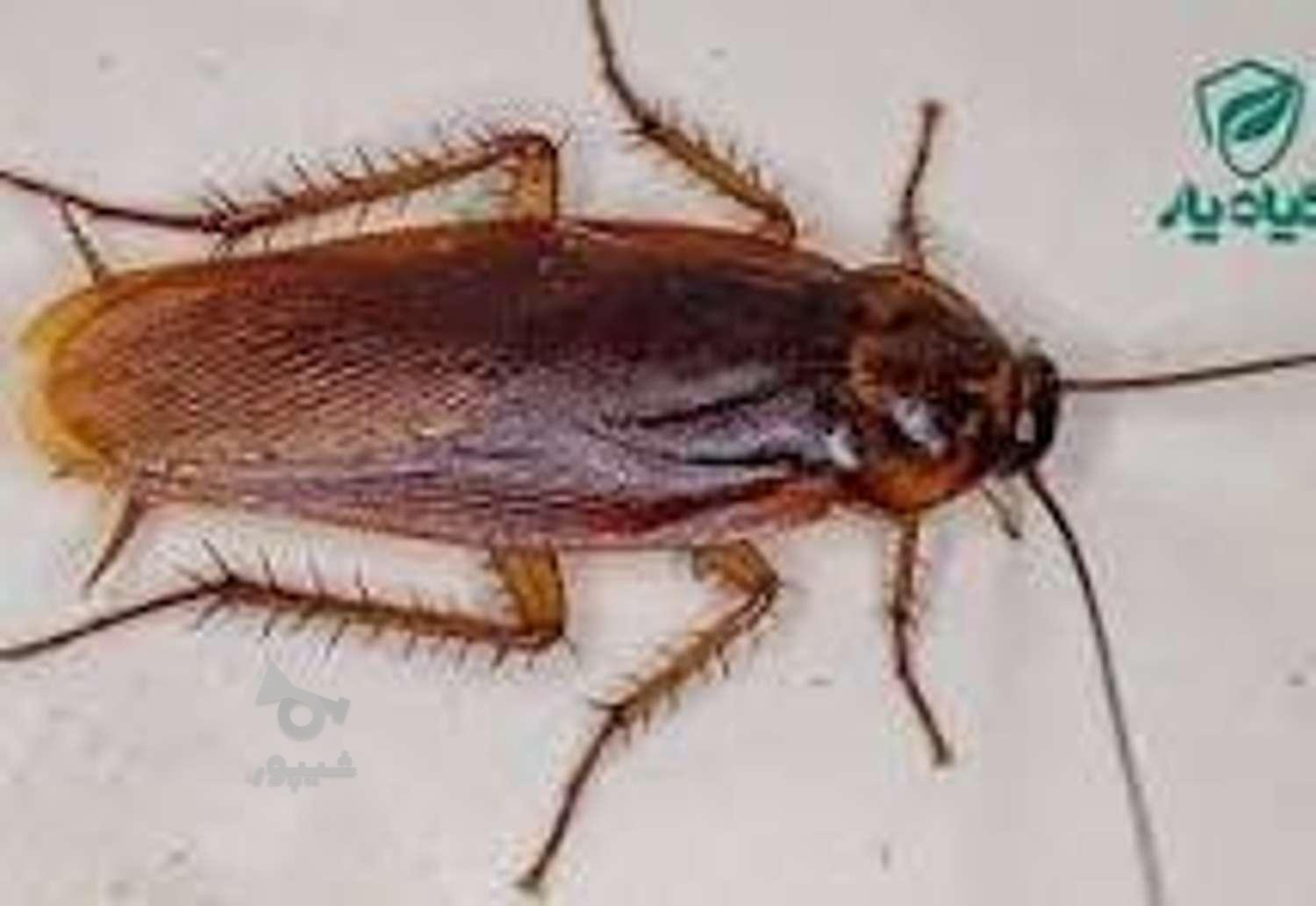 سمپاشی صددرصد تضمینی حشرات ساس،سوسک،وگال و کنه