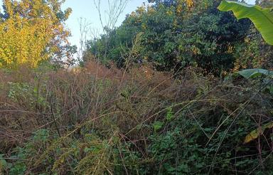 فروش زمین مسکونی روستایی