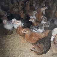 جوجه مرغ و خروس محلی یک 35 روزه نژاد گلپایگان اصلاح نژاد شده