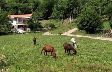 فروش زمین مسکونی 500 متر در کیاسر