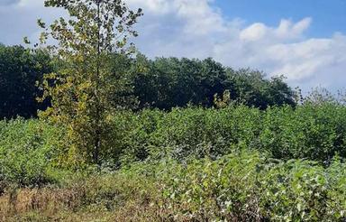 فروش زمین مسکونی 5000 متر در کپورچال