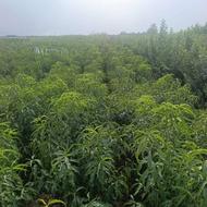 فروش انواع نهال های هلو و شلیل پیوند(جودرو)