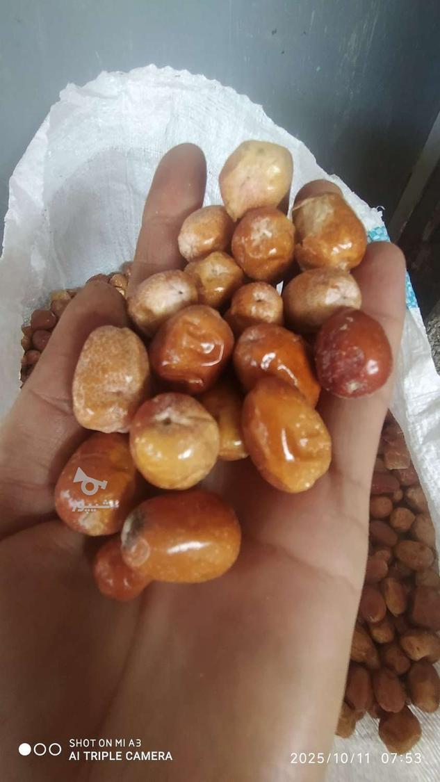 سنجد شاهرود.