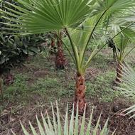 فروش گل پالم ونخل پالم از درختچه ونیم متری تا دومتری