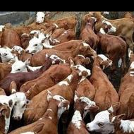 گوساله های سیمینتال هلشتاین دورگ محلی نروماده