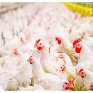 اعزام نیروی کارگر مرغداری به مازندران