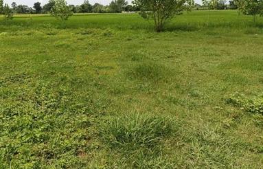 فروش 257 متر زمین مسکونی دارای پروانه ساخت دو طبقه | شیرمحله